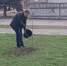 24 ноября 2023 года работниками Местной администрацией городского поселения Майский был организован и проведен субботник  по озеленению  территории сквера «Дружбы»,  расположенный по ул. Горького г. Майский - Майский район