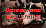 Памятка для населения «Бруцеллез сельскохозяйственных животных»